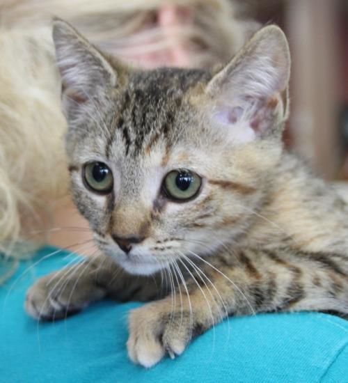 PetConnect Rescue - Derby1.jpg